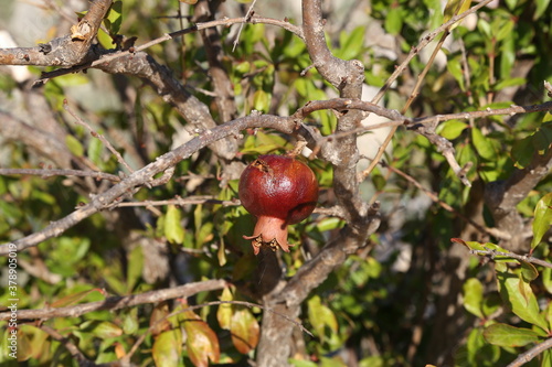 The red pomegranate on the tree is overripe