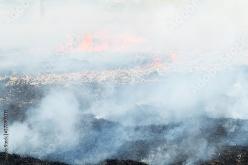 On the field after harvesting grain crops burning stubble and straw. Factors causing smoke in atmosphere and global warming. Smoke from burning of dry grass (drone image). Small animals are bending