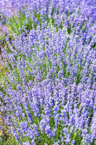 Lavender's blooming. Purple lavender field in summer, on a sunny day, Provence. Selective focus. Bokeh and close-up view.