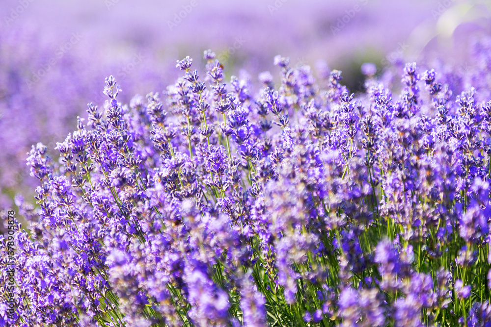 Naklejka premium Lavender's blooming. Purple lavender field in summer, on a sunny day, Provence. Selective focus. Bokeh and close-up view.