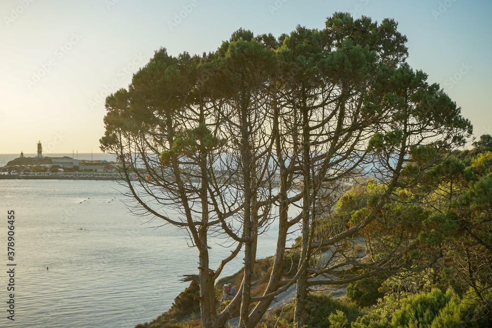 beautiful juniper of an unusual shape on the rocky cliff of the reserve at sunset and a view of the island in the sea beautiful juniper of an unusual shape on the rocky cliff of the reserve at sunset and a view of the island in the sea