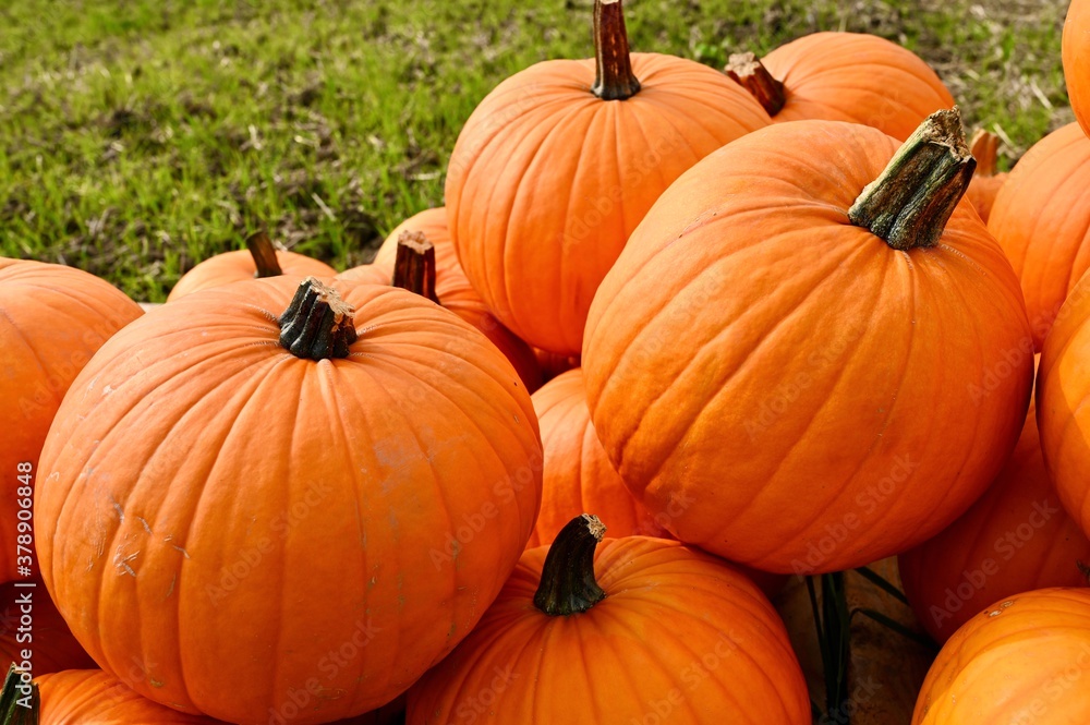 Decorative orange pumpkin for halloween celebration. Decorative orange pumpkin for halloween celebration.
