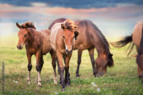 Horse herd run on summer pasture in Carpatian mountain