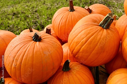 Decorative orange pumpkin for halloween celebration. 