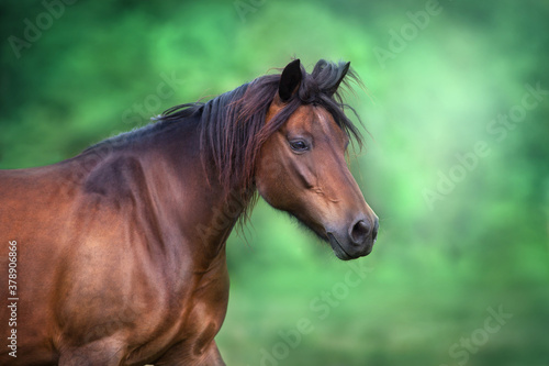 Bay mare close up portrait in motion