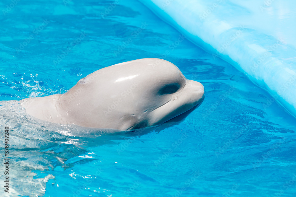 Obraz premium Friendly beluga whale or white whale in water. Beluga whale white dolphin portrait while coming to you.