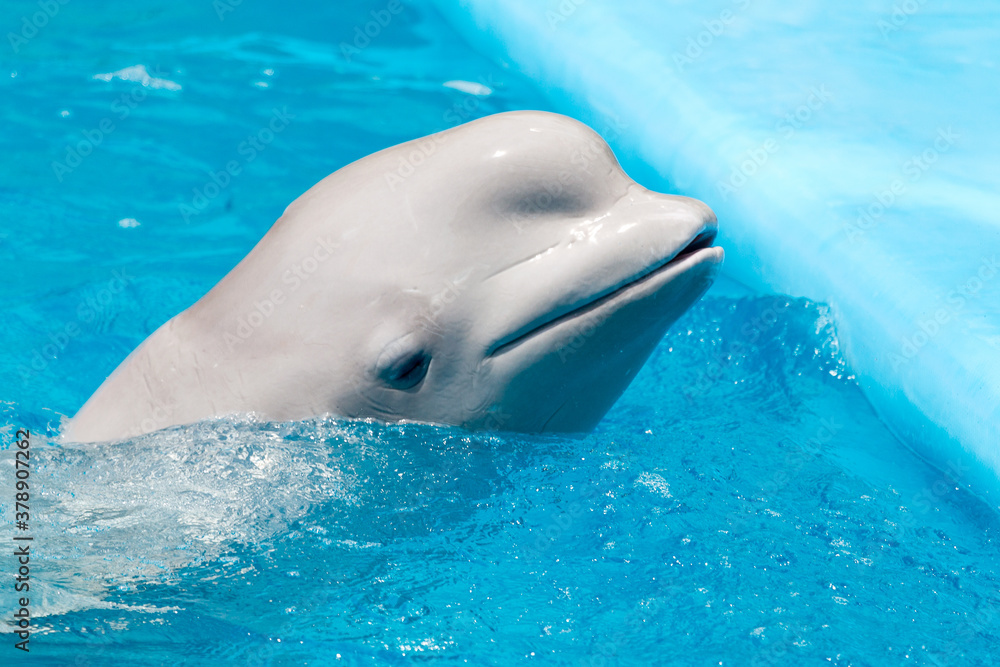 Fototapeta premium Friendly beluga whale or white whale in water. Beluga whale white dolphin portrait while coming to you.