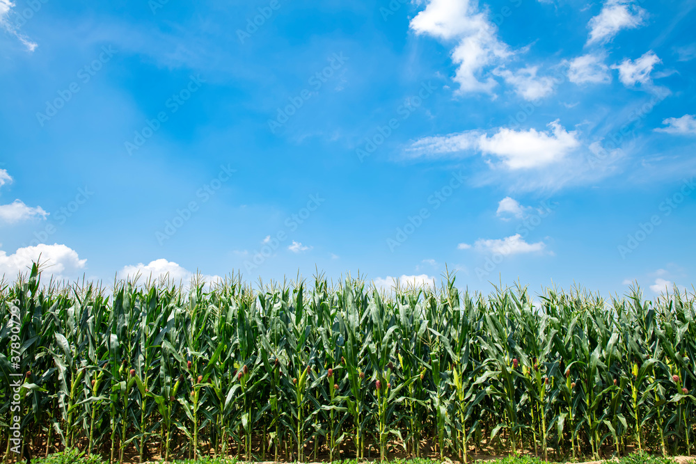 The corn grew in the field The corn grew in the field