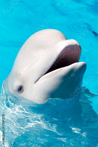 Fotografiet Friendly beluga whale or white whale in water