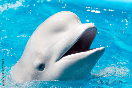 Foto Friendly beluga whale or white whale in water