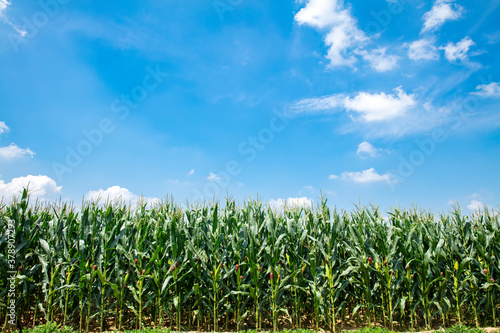 The corn grew in the field