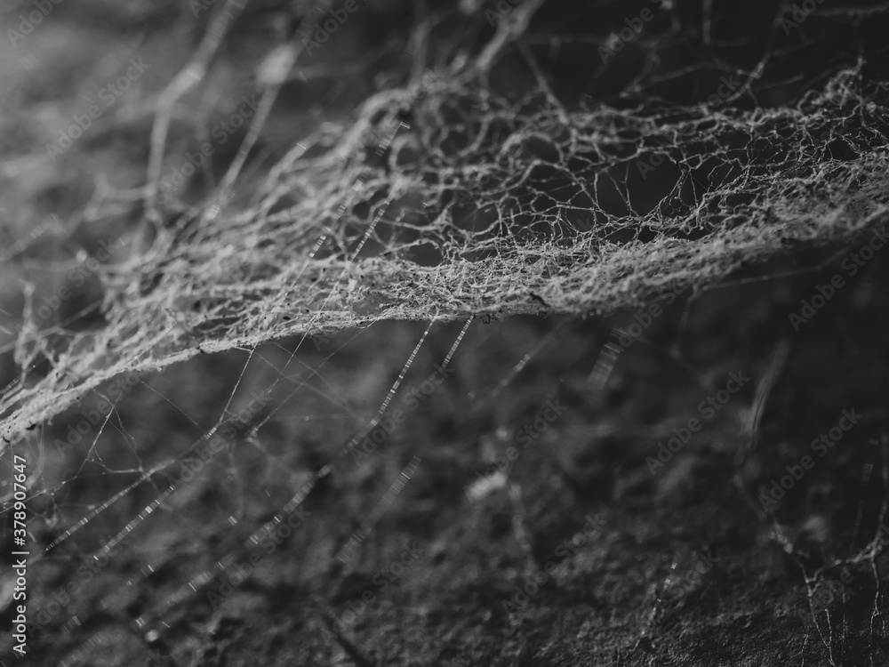 Black and white spider web