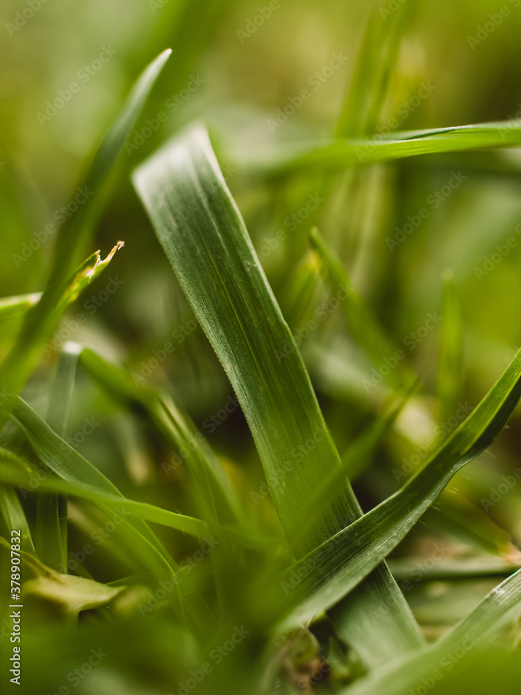 Fototapeta premium close up of green grass