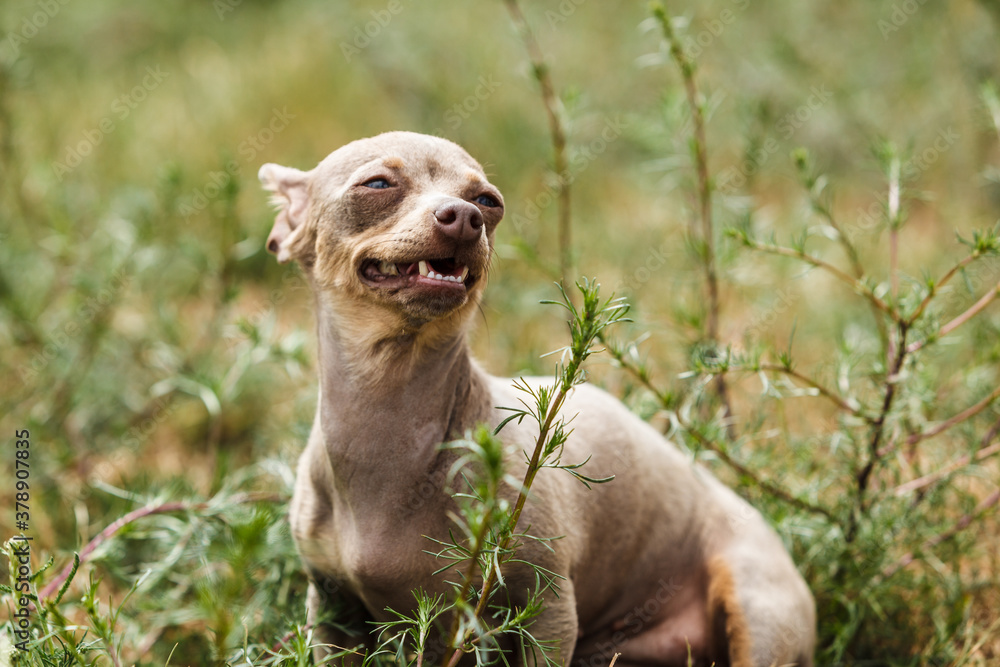 Canvas-taulu Little dog playing outside