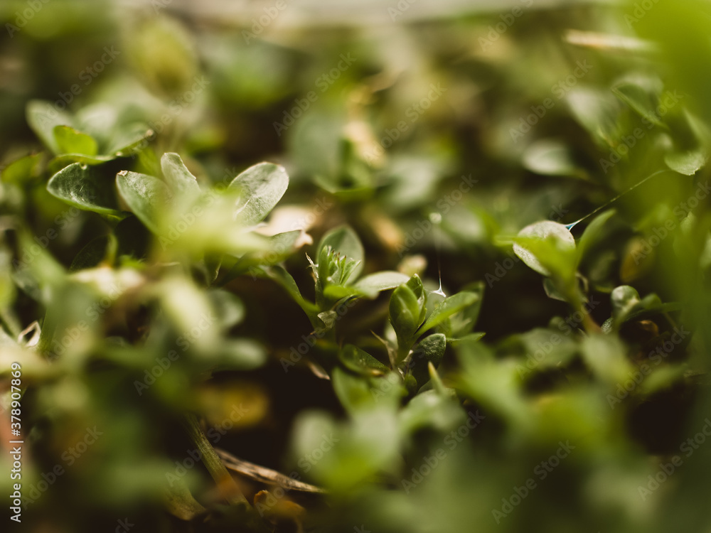 Closeup of green plants