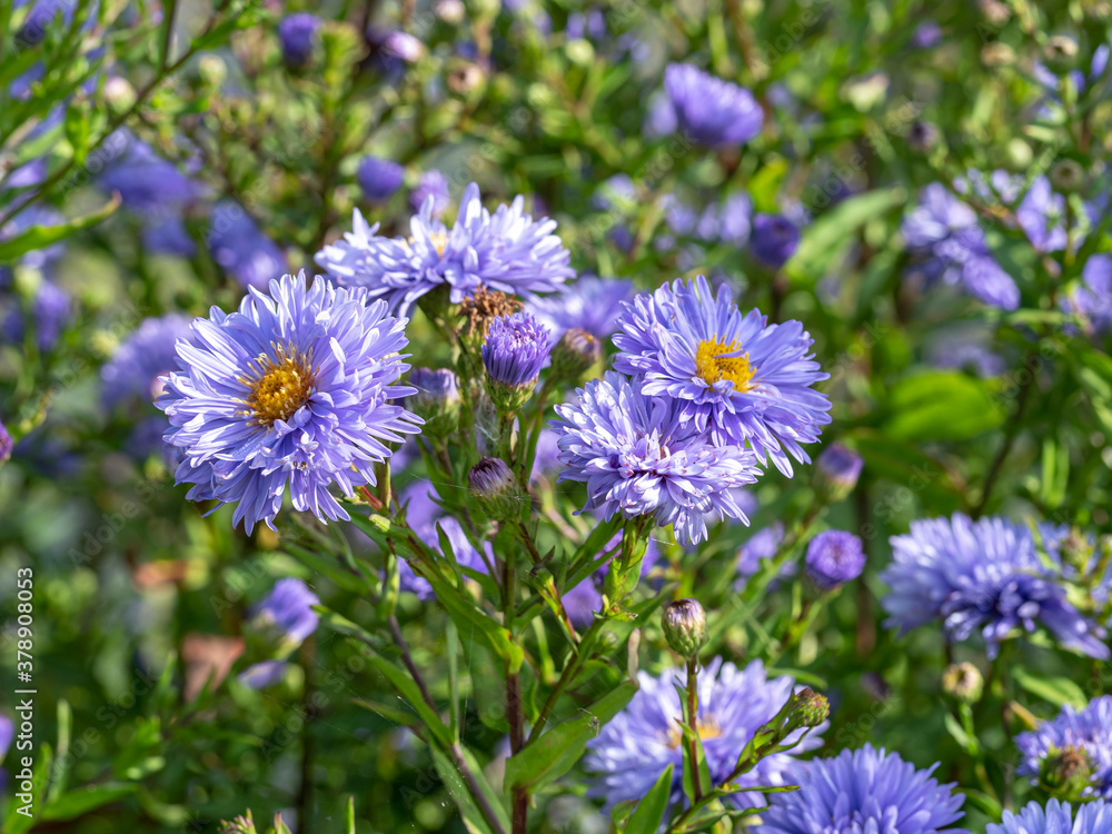 Fototapeta premium Beautiful blue aster flowers, variety Aster novi-belgii Marie Ballard, flowering in a garden