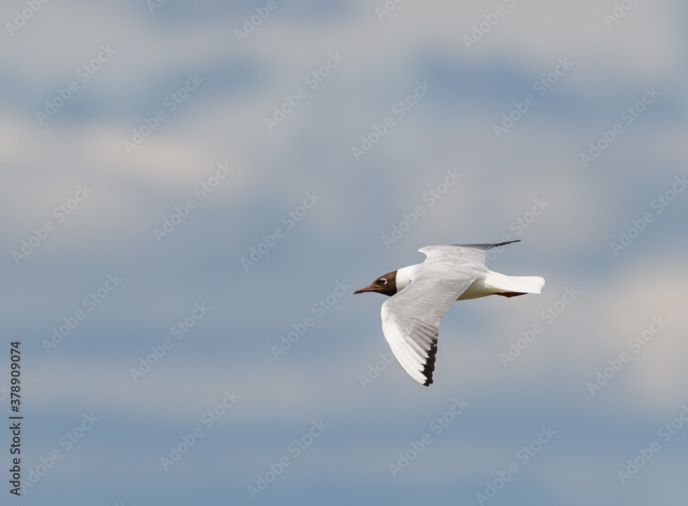 Obraz premium black-headed gull (Chroicocephalus ridibundus) with summer plumage in flight