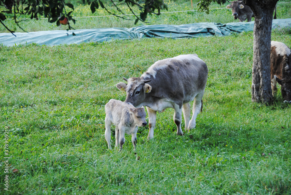 Fototapeta premium Kuh mit Kalb, mama und Sohn