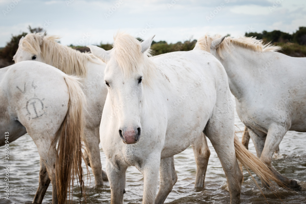 Obraz premium White horses in Camargue, France.