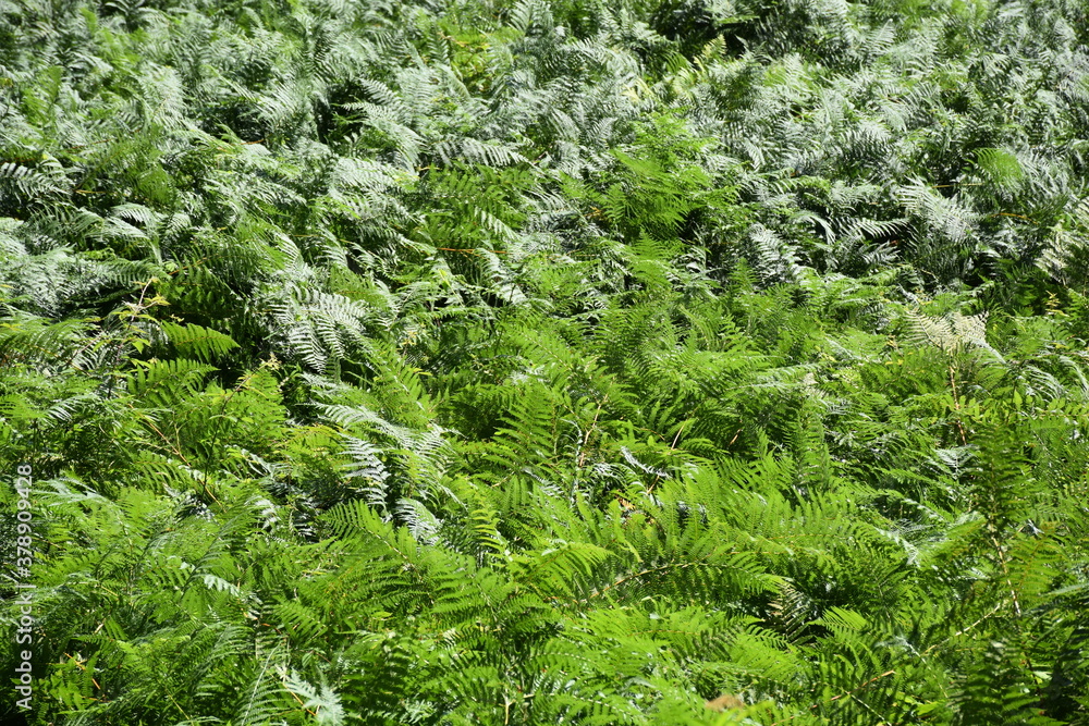 Beautiful view of nature green leaves on green tree background with sunlight.