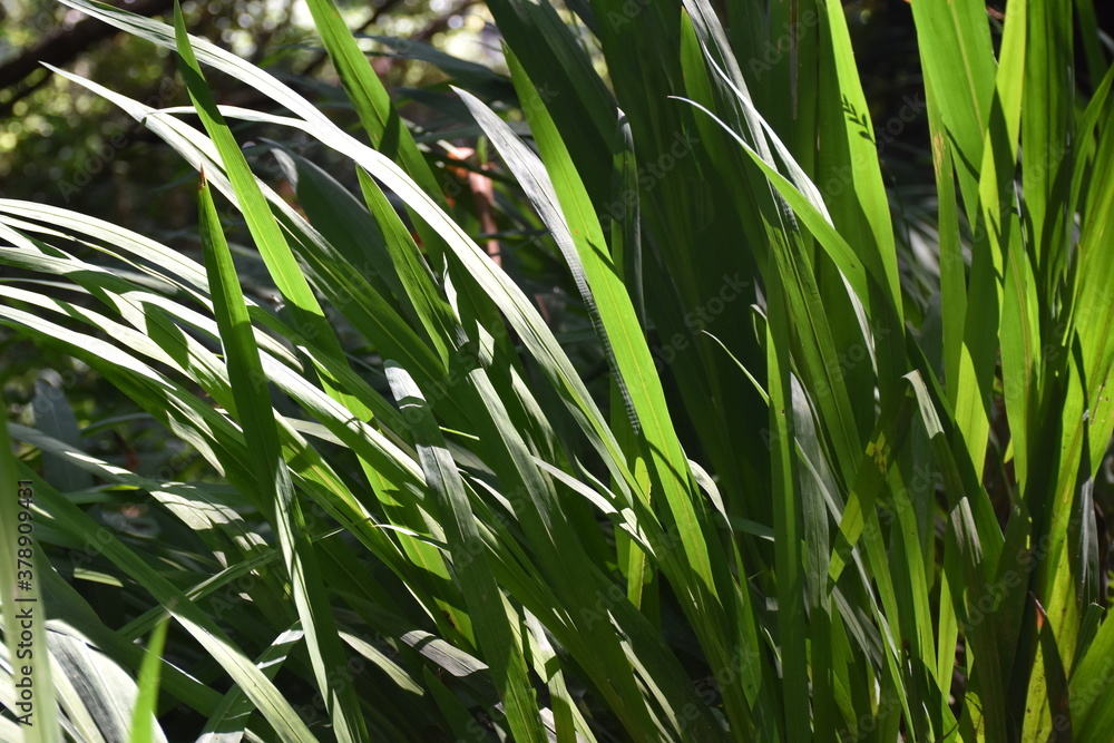 Beautiful view of nature green leaves with sunlight. Beautiful view of nature green leaves with sunlight.