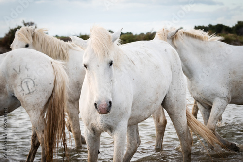 White horses in Camargue  France.