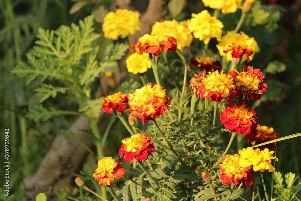 yellow and red Marigold flowers