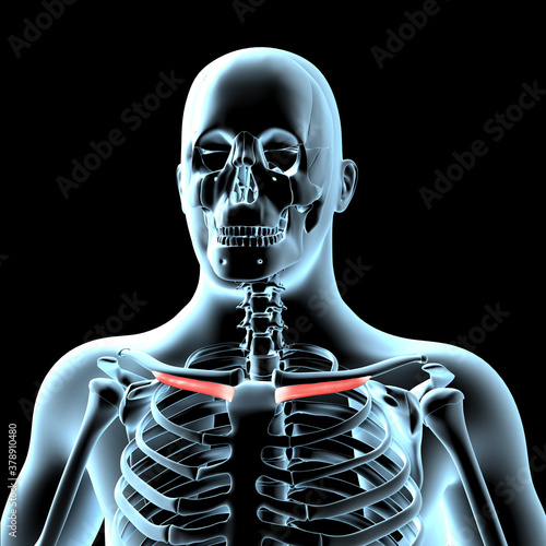 3d Illustration of the Subclavius Muscles Anatomical Position on Xray Body photo