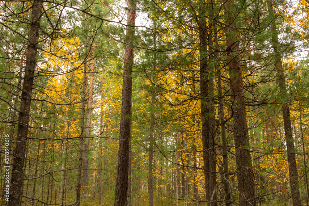 Fototapeta premium Beautiful landscape with beautiful colorful trees in the forest