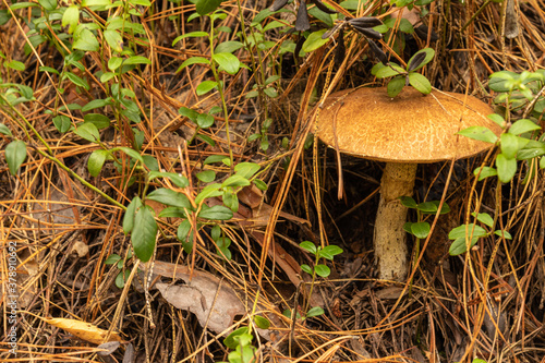 Natural edible toadstool mushrooms in the forest