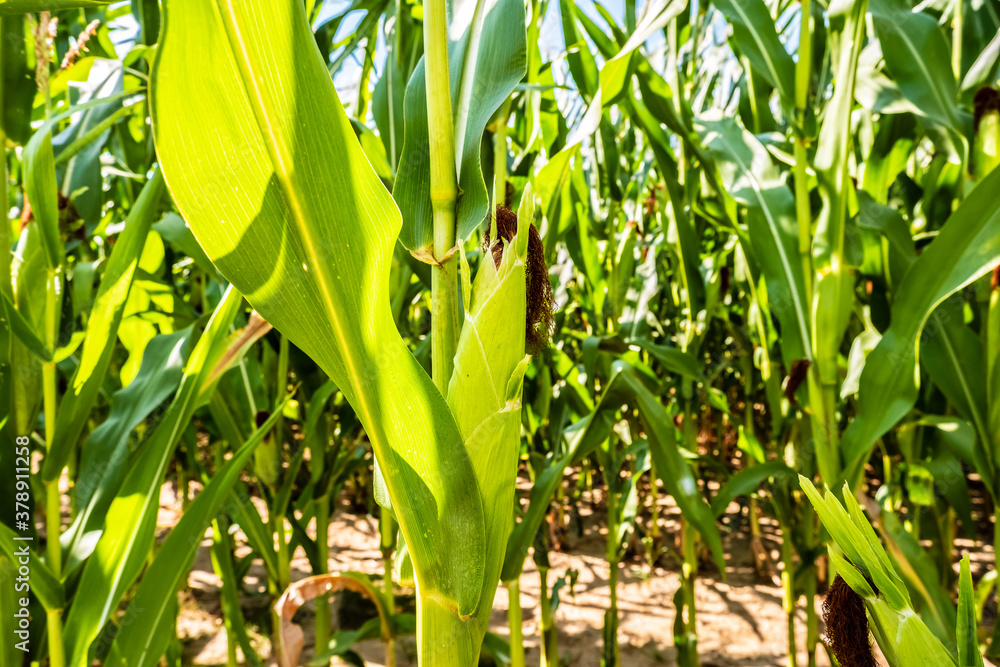 Young corn on a stalk in a cornfield. A ripe ear of corn grows in natural conditions. Ecological food cultivation, agronomy.