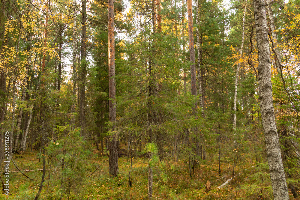 Fototapeta premium Beautiful landscape with beautiful colorful trees in the forest