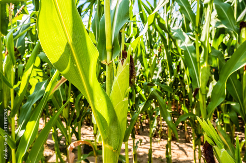 Young corn on a stalk in a cornfield. A ripe ear of corn grows in natural conditions. Ecological food cultivation, agronomy.