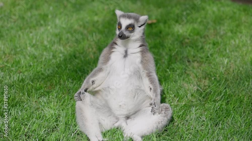 Funny lemur sitting on grass relaxing and looking around portrait madagascar white wildlife nature wild mammal animal close up