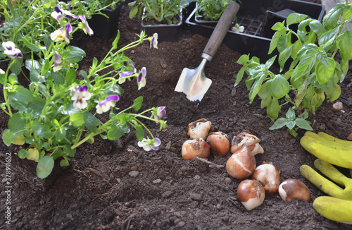 few bulbs of tuliips on the soil with viola flowers to plant in the garden