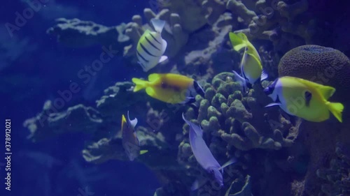 Marine life. Coral reef garden. Plenty of colorful yellow fishes searching food swimming underwater. Beautiful sea world. Oceanarium. Seascape. Close-up shot. photo