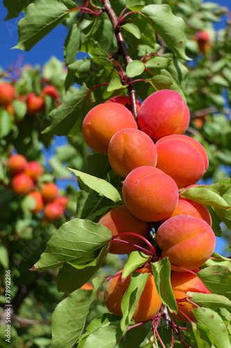 Branches with bright red ripe apricots on a tree in an orchard 