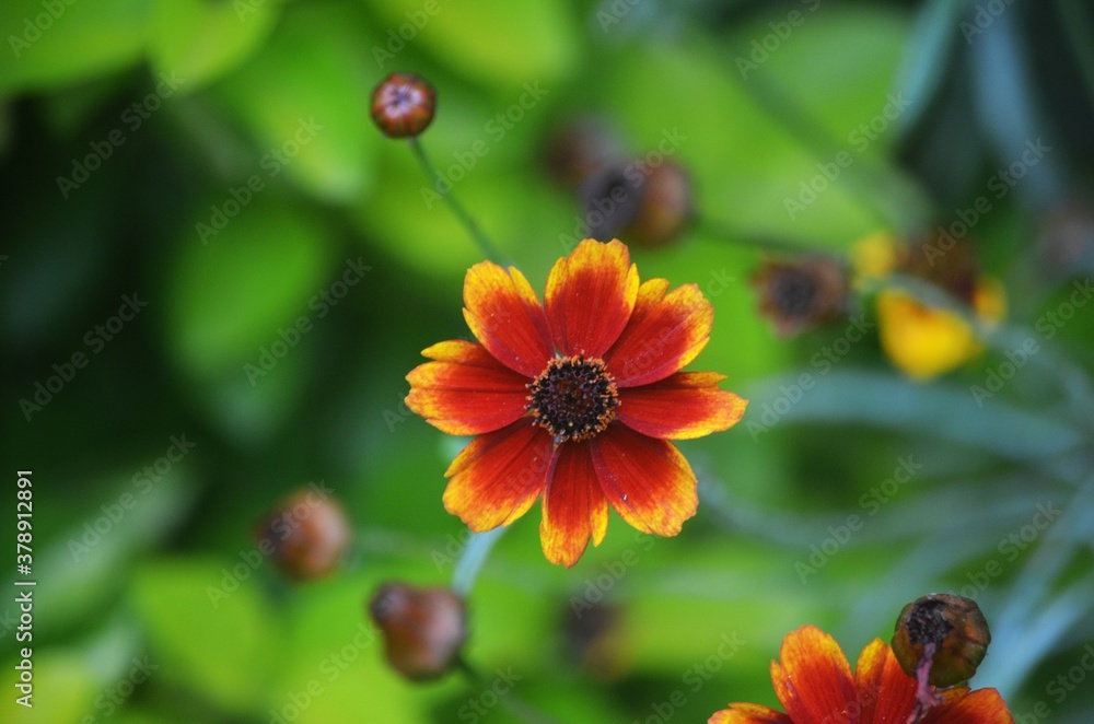 orange flower in the garden orange flower in the garden