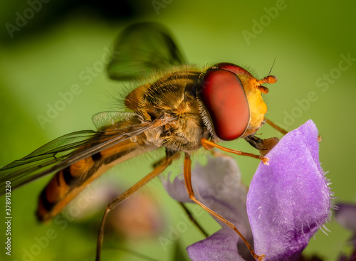 Macrophotography of a Marmalade hoverfly (Episyrphus balteatus). © Eduard