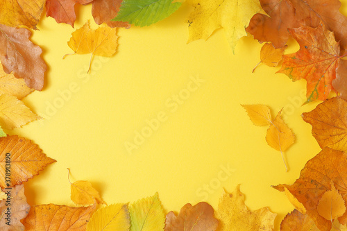 Frame made of leaves on a yellow background.