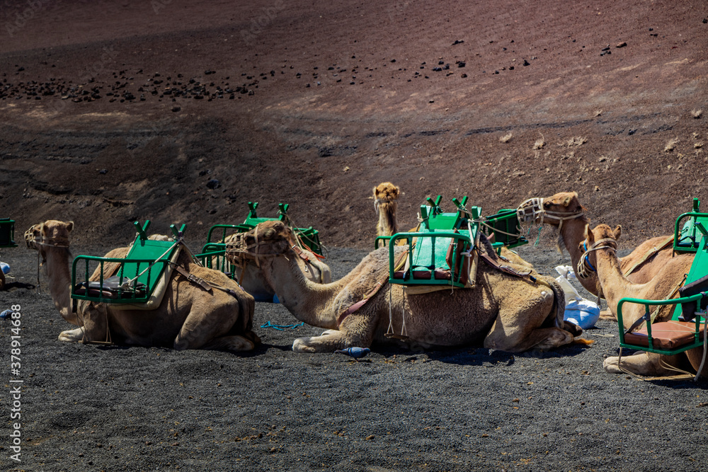 Fototapeta premium Dromedarios Lanzarote