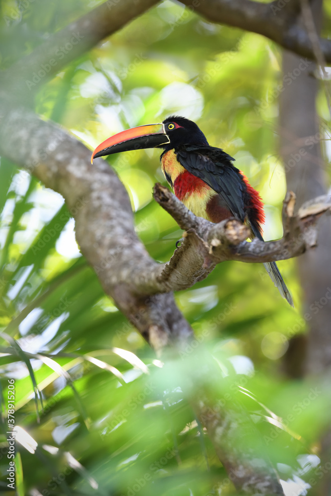 Obraz premium Fiery-billed aracari perches on branch in forest