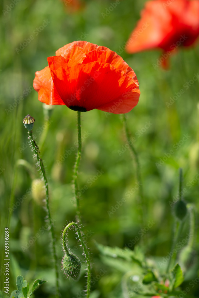 Field with poppies in Cristur, sunrise
and fog, Sieu, Bistrita, Romania, 2020 Field with poppies in Cristur, sunrise
and fog, Sieu, Bistrita, Romania, 2020