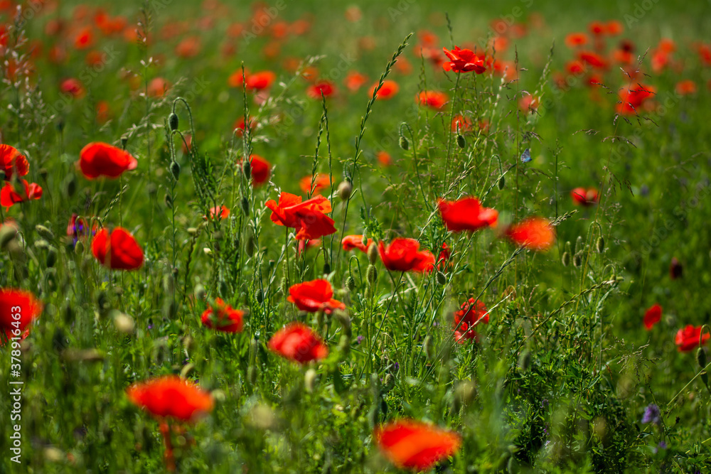 Field with poppies in Cristur, sunrise
  and fog, Sieu, Bistrita, Romania, 2020