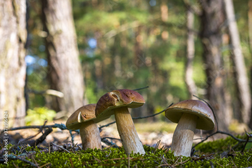 three cep mushrooms grows in forest