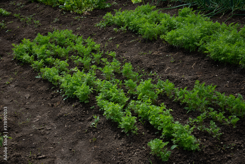Carrot seedlings in Romania Carrot seedlings in Romania