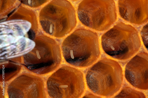 Brutstadien der Honigbienen (Apis mellifera L.). Thüringen, Deutschland, Europa