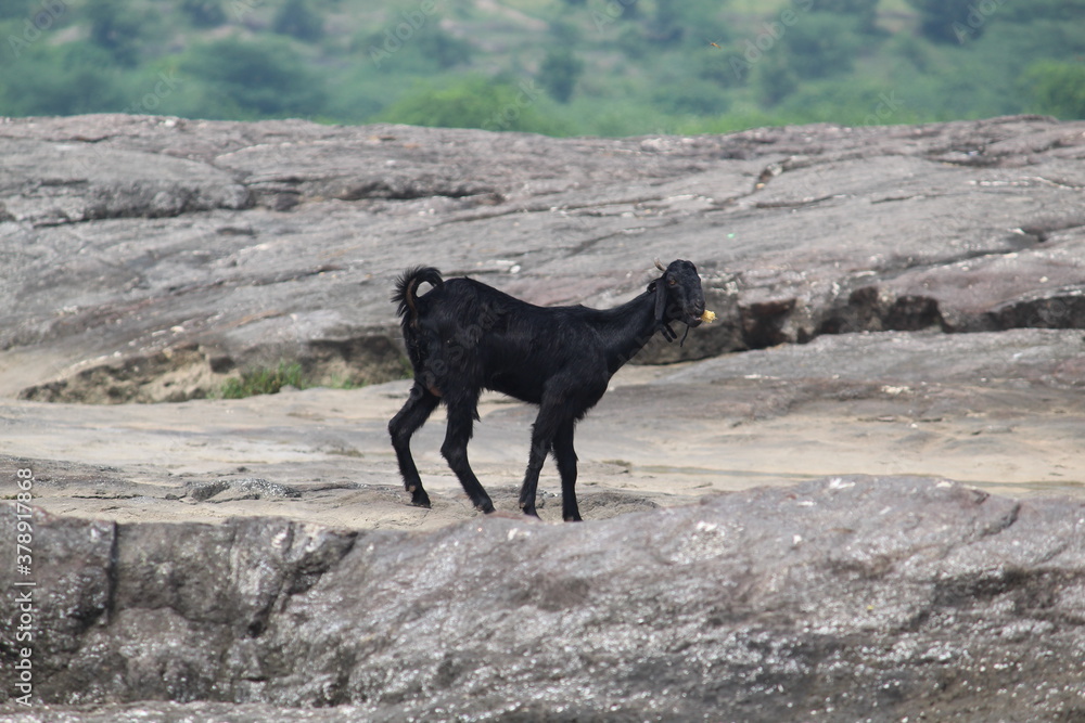 The black goat eating corn The black goat eating corn