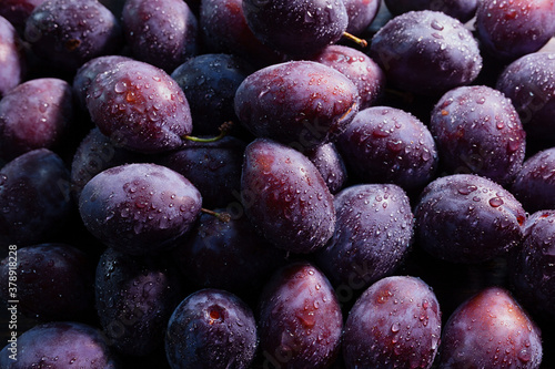 Big pile of ripe blue plums freshly washed, still wet with water drops, full frame