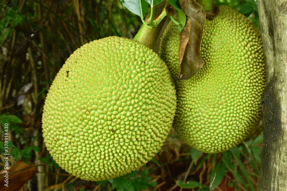 jack fruit growing hanging from branch on tree in farm jack fruit growing hanging from branch on tree in farm